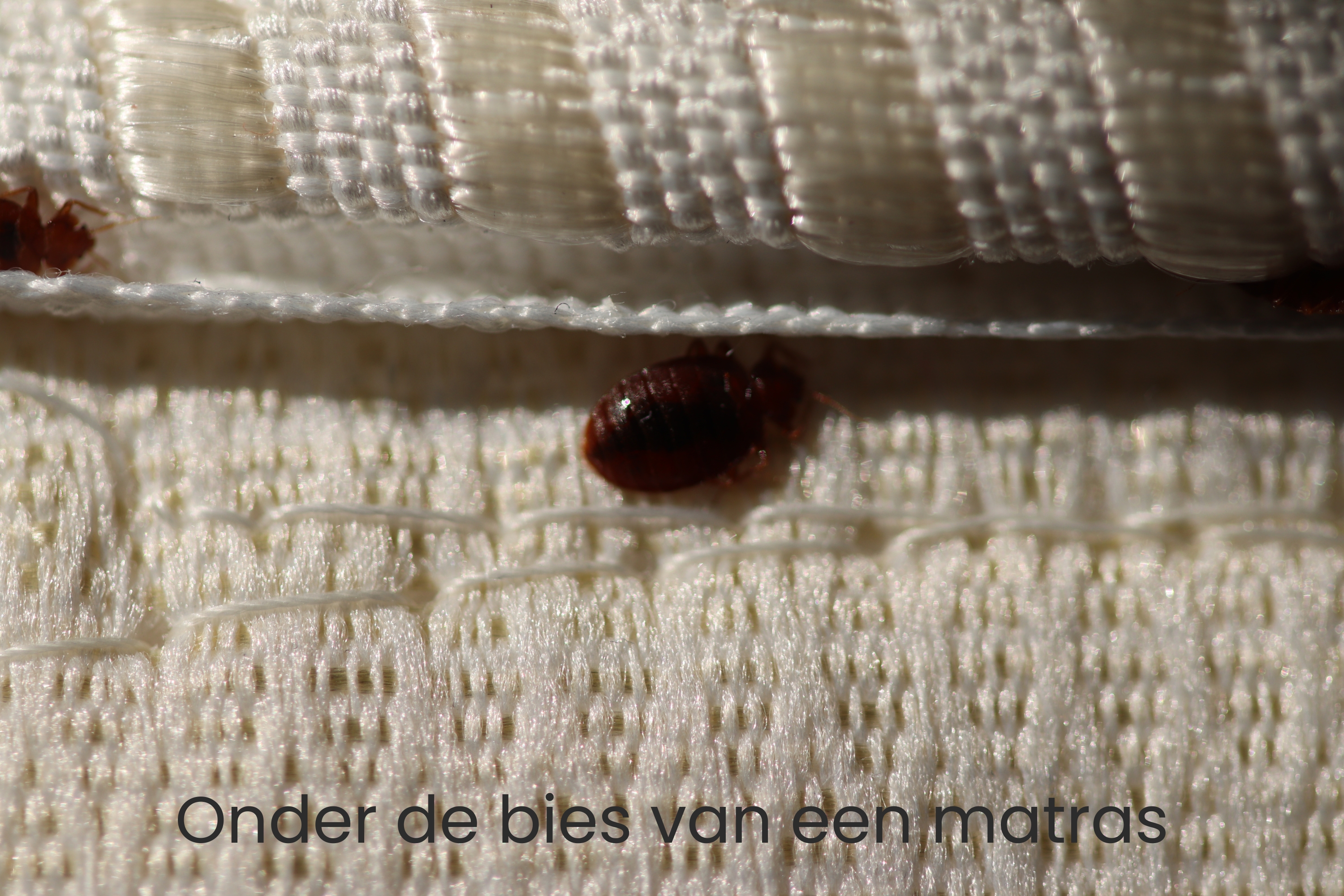 Bed wants onder de rand van een matras